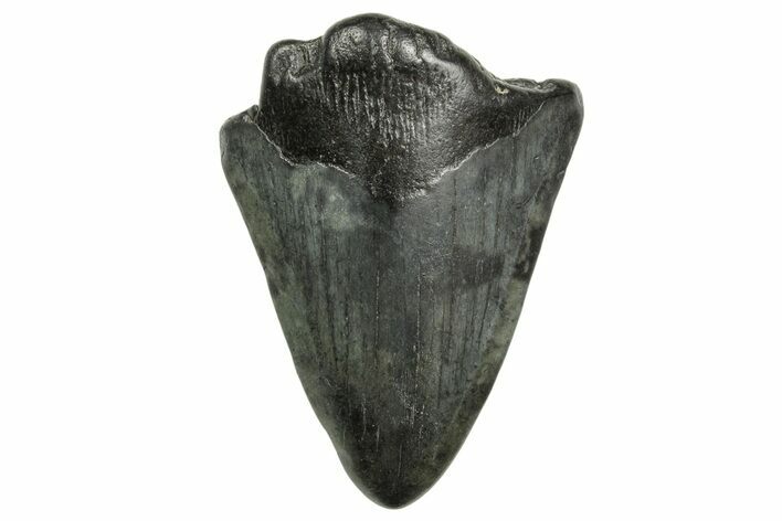Bargain, Fossil Megalodon Tooth - South Carolina #368408
